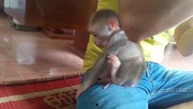 小猴子搞笑视频吃哈密瓜,小猴子搞笑视频大吃哈密瓜