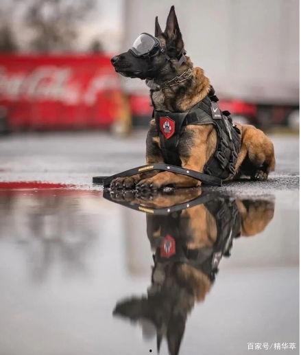 警犬张金鱼视频吃瓜