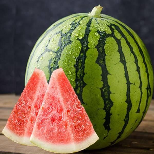 奶龙吃哈密瓜完整视频,哈密瓜盛宴来袭！