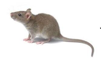 老鼠吃田瓜吗会死吗视频,生死之谜揭晓