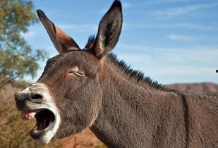 瘦驴吃瓜小哥视频,揭秘网络红人的爆红之路