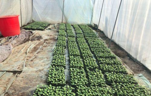 北湖吃瓜视频,揭秘网络热传视频背后的故事