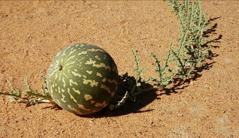 吃沙漠瓜的视频大全图片,视频大全中的美味探索之旅