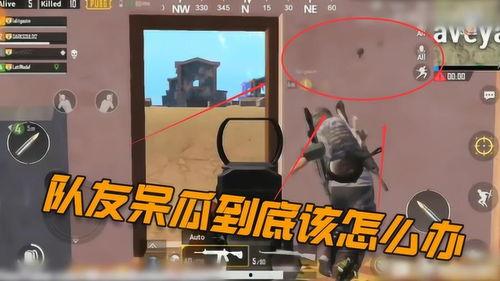 吃鸡抓大呆瓜视频,网友直呼“太欢乐”