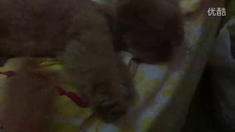 大家认真吃瓜视频大全在线观看