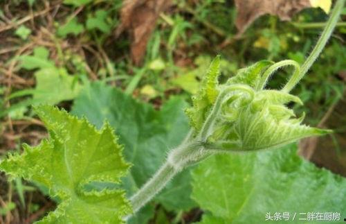 瓜花瓜尖怎么吃才好吃视频,视频教你轻松烹饪佳肴
