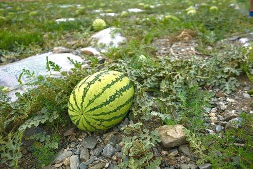 越南吃野瓜视频,舌尖上的自然馈赠